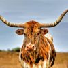 Texas Longhorn Cow paint by numbers