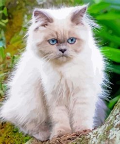 Th Himalayan Cat paint by numbers