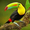 Tucan Bird On Branch Paint by number