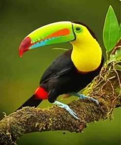 Tucan Bird On Branch Paint by number