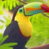Tucan Bird Paint by number