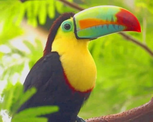 Tucan Bird Paint by number