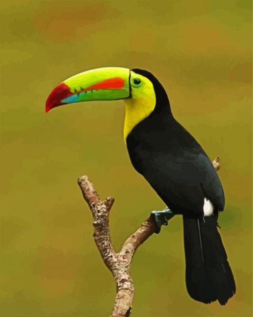 Tucan On Stick Paint by number