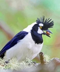 Tufted Jay paint by numbers