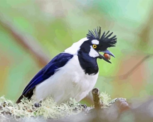 Tufted Jay paint by numbers