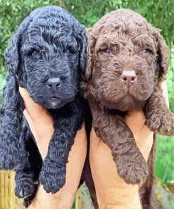 Water Dogs Puppies paint by numbers