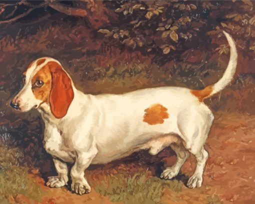 White Brown Dachshund Paint by number