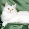 White Himalayan Cat paint by numbers