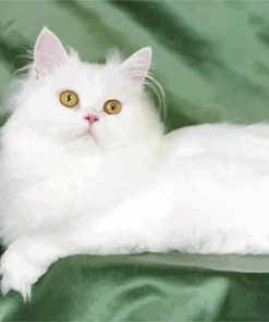 White Himalayan Cat paint by numbers