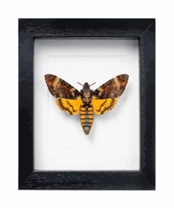 Acherontia Deaths Head Moth paint by numbers