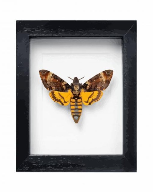 Acherontia Deaths Head Moth paint by numbers