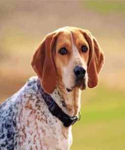 Aesthetic Coonhound Dog paint by numbers paint by numbers paint by numbers paint by numbers