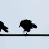 Birds On A Wire Silhouette paint by numbers