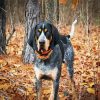 Black Coonhound Dog paint by numbers