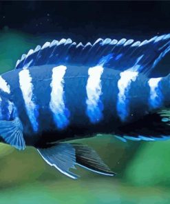 blue Cichlid paint by numbers