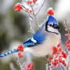 Blue Jay In Winter paint by numbers