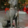 Cane Corso Celebrating Christmas paint by numbers