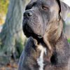 Cute Cane Corso Dog paint by numbers