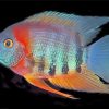 colorful Severum paint by numbers