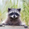 Cute Racoon paint by numbers