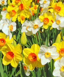 Daffodils paint by numbers