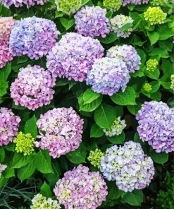 Hydrangea Flowers Royalty paint by numbers