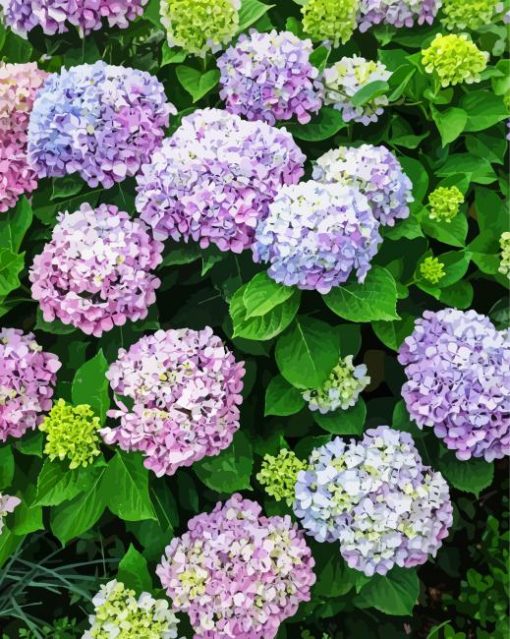 Hydrangea Flowers Royalty paint by numbers