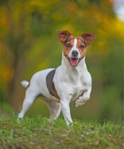 Jack Russell paint by numbers