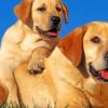 Labrador Retriever Dogs paint by numbers