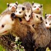 Opossum Animal And Her Kids paint by numbers