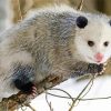 Opossum paint by numbers