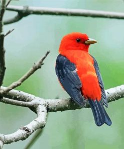 Red And Black Mexican Bird paint by numbers