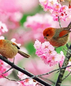 Birds And Cherry Blossom Flowers paint by numbers