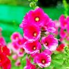Pink Hollyhock paint by numbers