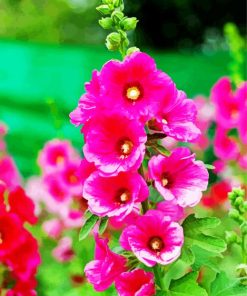 Pink Hollyhock paint by numbers
