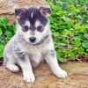 Pomsky Dog Blue Eyes Paint by numbers