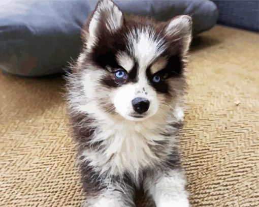 Pomsky Puppy paint by numbers
