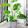 Potted Plant Indoor Outdoor Monstera paint by numbers