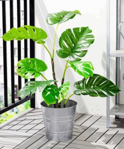 Potted Plant Indoor Outdoor Monstera paint by numbers