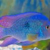 purple Cichlid paint by number