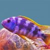 purple and yellow Cichlid paint by number