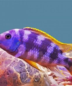 purple and yellow Cichlid paint by number
