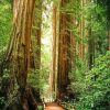 Redwoods paint by numbers