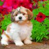 teddy bear Shichon by flowers paint by number