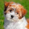 teddy bear dog Shichon paint by numbers