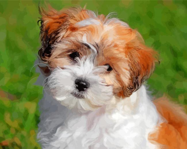 teddy bear dog Shichon paint by numbers