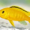 yellow Cichlid paint by number