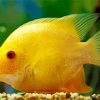 yellow Severum paint by numbers