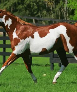 American Paint Horse paint by numbers