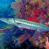 Barracuda Fish Underwater paint by numbers